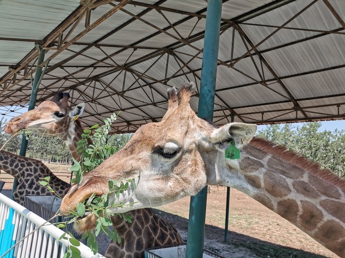 野生動(dòng)物園1.jpg
