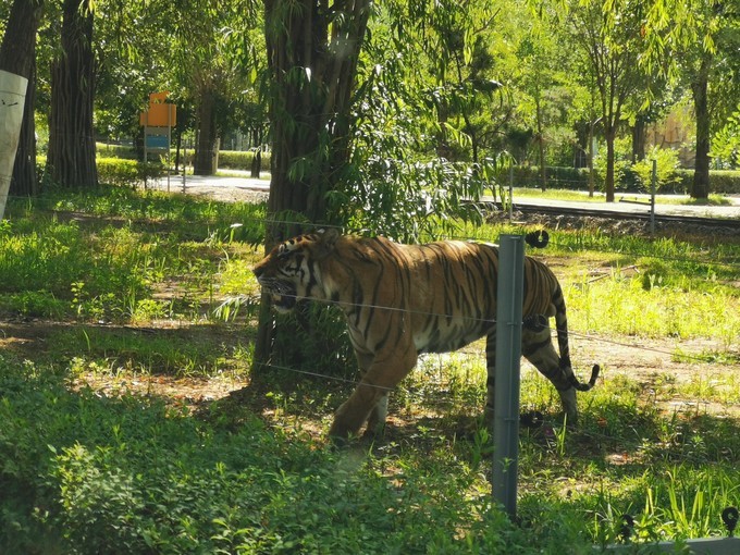 野生動(dòng)物園.jpg